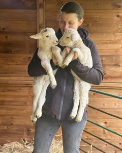 Fostering Lambs