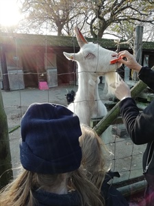 Year 2 visit Raystede Centre for Animal Welfare